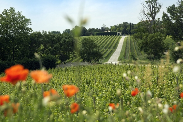 Jancis Robinson 12.2019 Jancis Robinson 12.2019