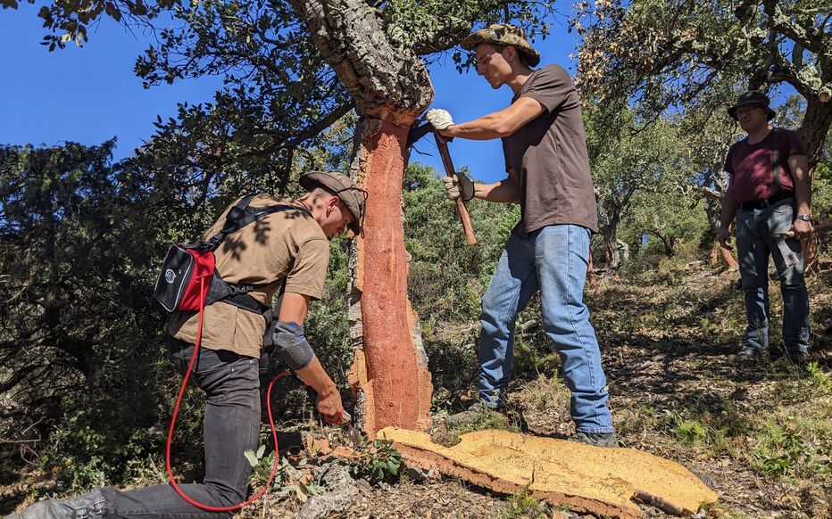 Matteo (left) and Alric Pagnon, two cork harvesting brothers, the youngest in the profession /LP/Nelly Barbé