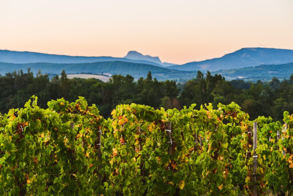 Terroir_Domaine_Gayda _3