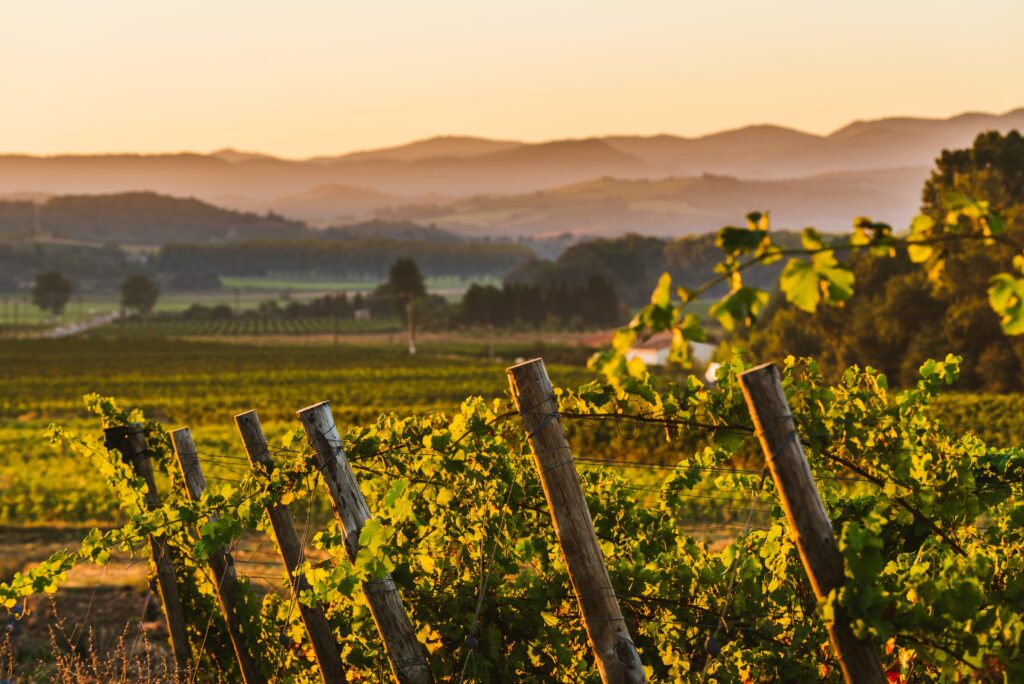 Terroir_Domaine _Gayda_4