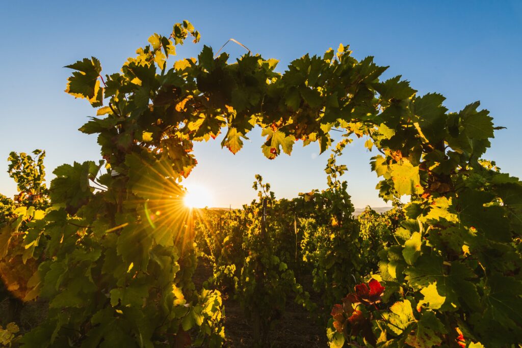 Terroir_Domaine_Gayda_5