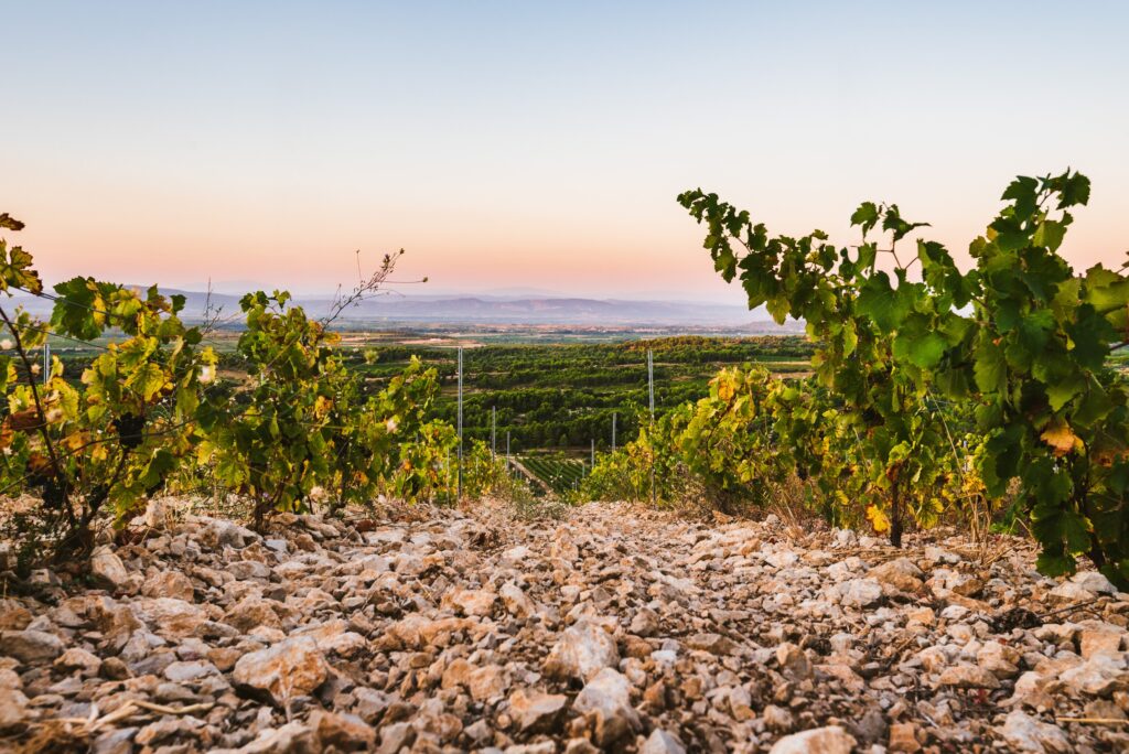 Terroir_la_Livinière_1