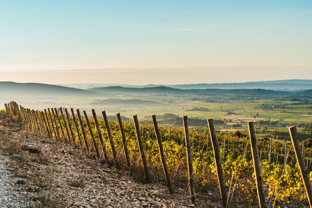Terroir_la_Livinière _2