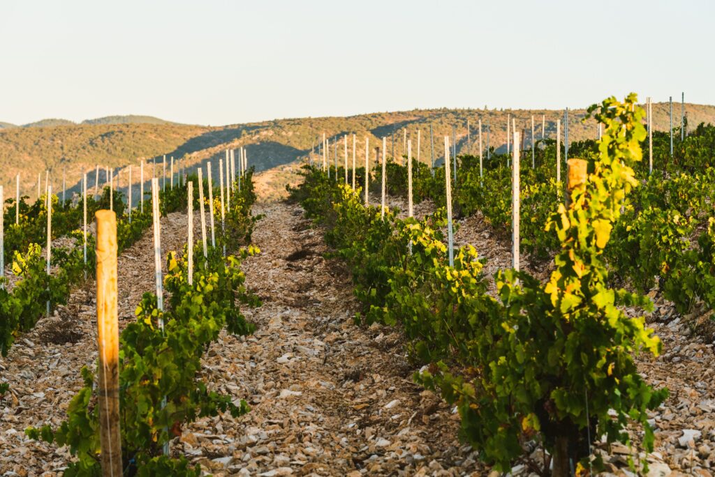 Terroir_la_Livinière _4