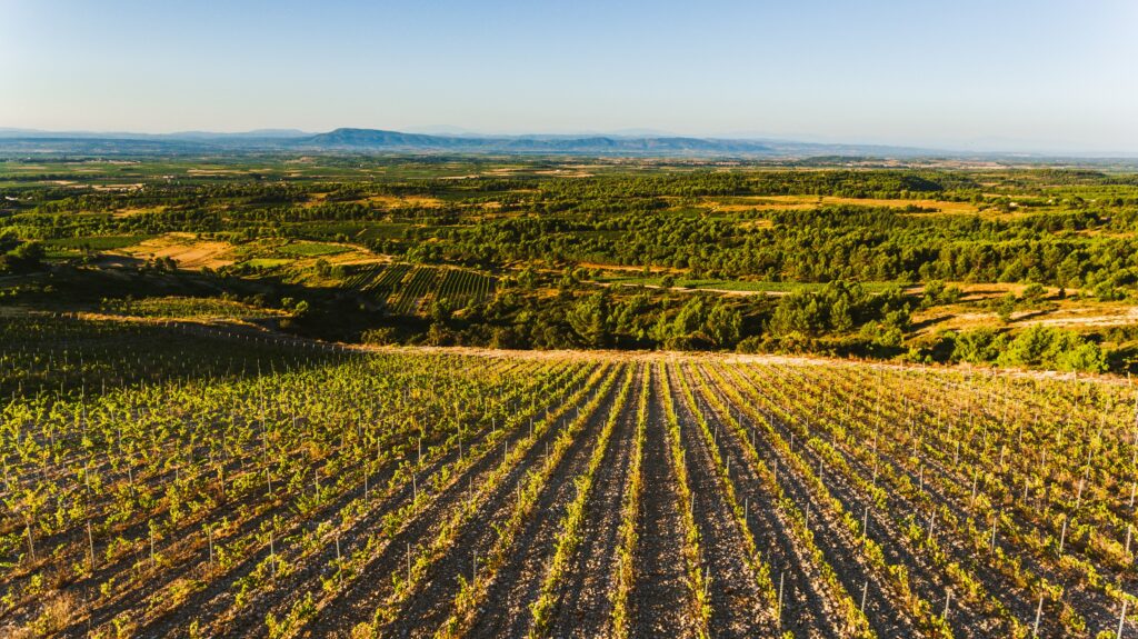 Terroir_la_Livinière _5