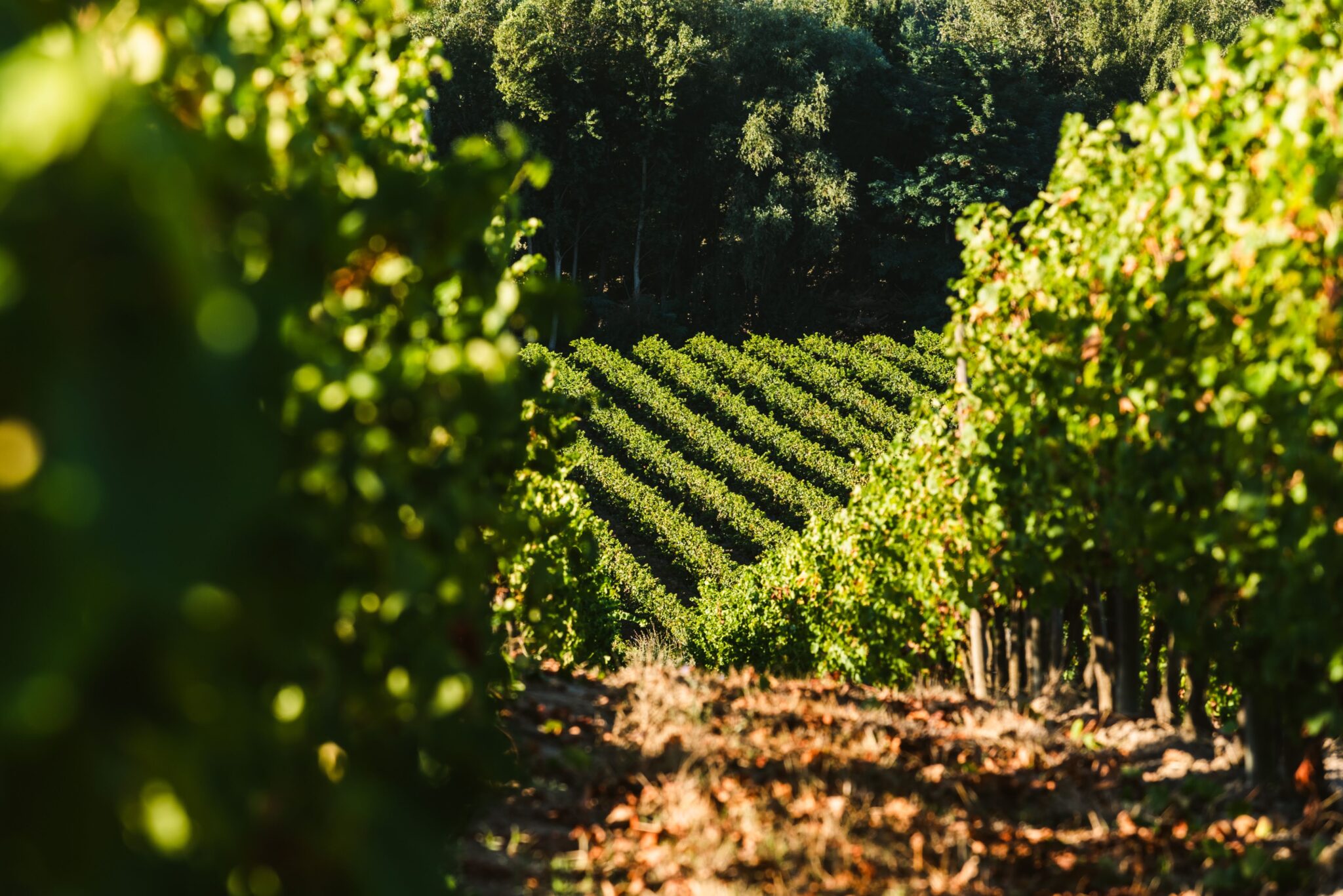 Terroirs_Domaine_Gayda_Languedoc_Roussillon