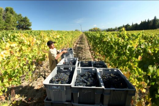 Vendanges 2012