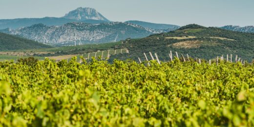 Les terroirs et vignobles du Domaine Gayda dans l’Aude