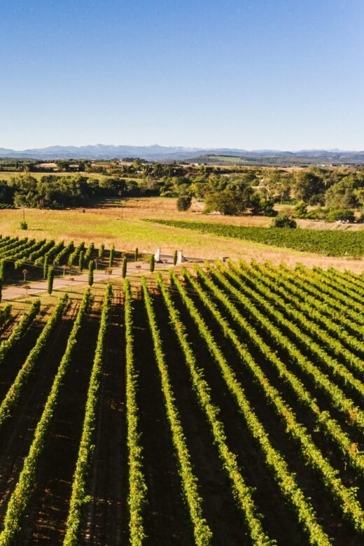 Cabernet Franc