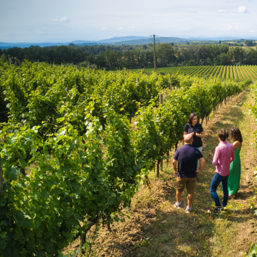 œnotourisme-Carcassonne-au-Domaine-Gayda