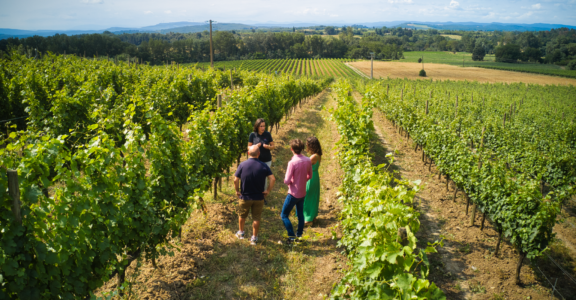 œnotourisme-Carcassonne-au-Domaine-Gayda