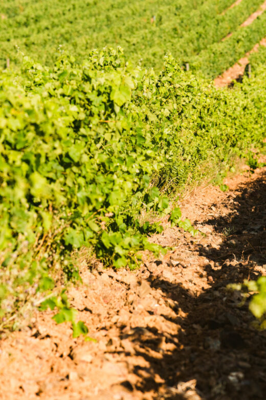 Grenache Noir