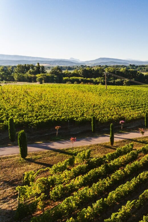 Chenin Blanc
