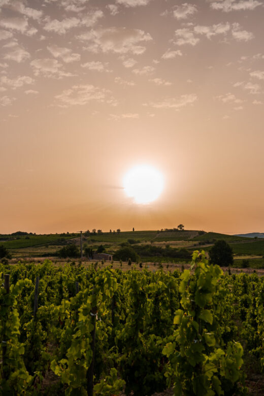 T’Air d’Oc Syrah