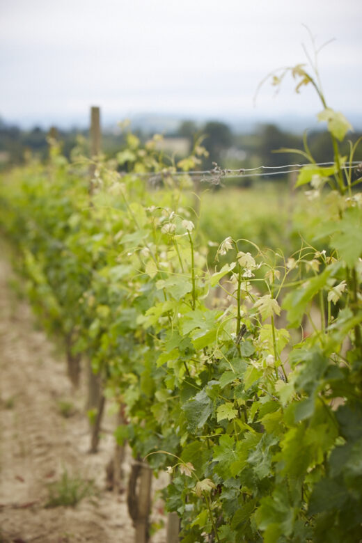 Flying Solo Grenache Blanc – Viognier